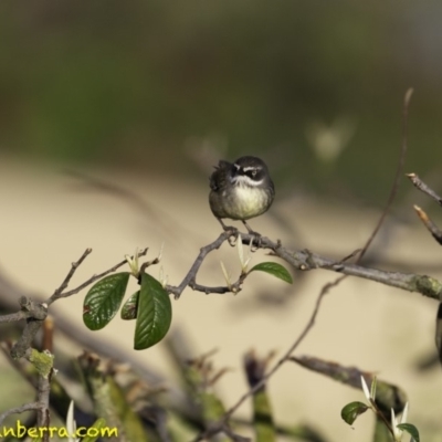 Sericornis frontalis (White-browed Scrubwren) at Parkes, ACT - 9 Oct 2018 by JonSteinbeck