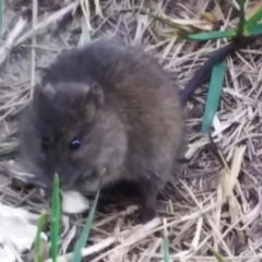 Rattus lutreolus (Swamp Rat) at Murrah, NSW - 3 Oct 2018 by narelle