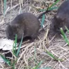 Rattus lutreolus at Murrah, NSW - 3 Oct 2018