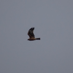 Hieraaetus morphnoides (Little Eagle) at Fyshwick, ACT - 10 Oct 2018 by roymcd