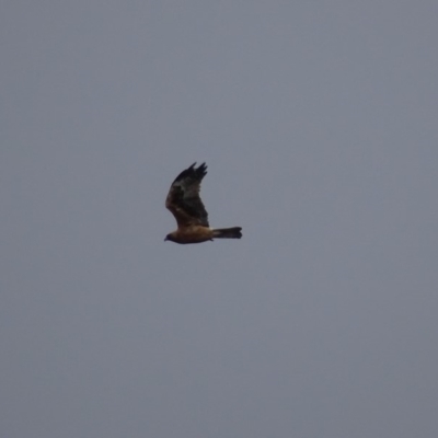 Hieraaetus morphnoides (Little Eagle) by roymcd