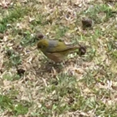 Zosterops lateralis (Silvereye) at Cuttagee, NSW - 10 Oct 2018 by loumcc