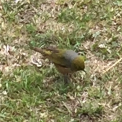 Zosterops lateralis at Cuttagee, NSW - 10 Oct 2018 01:45 PM