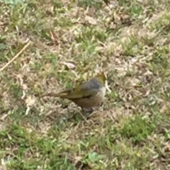 Zosterops lateralis at Cuttagee, NSW - 10 Oct 2018 01:45 PM