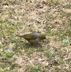 Zosterops lateralis at Cuttagee, NSW - 10 Oct 2018