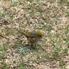 Zosterops lateralis at Cuttagee, NSW - 10 Oct 2018 01:45 PM
