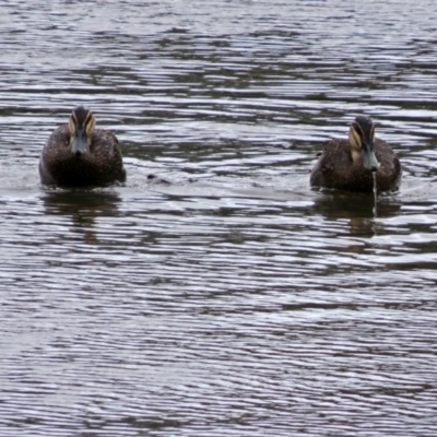 Anas superciliosa (Pacific Black Duck) at Upper Stranger Pond - 10 Oct 2018 by RodDeb