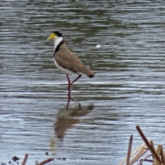 Vanellus miles (Masked Lapwing) at Upper Stranger Pond - 10 Oct 2018 by RodDeb