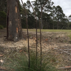 Xanthorrhoea concava at Cuttagee, NSW - 10 Oct 2018