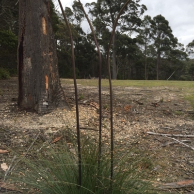 Xanthorrhoea concava (Grass Tree) at Cuttagee, NSW - 10 Oct 2018 by loumcc