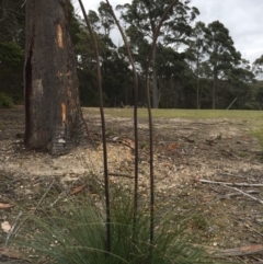 Xanthorrhoea concava (Grass Tree) at Cuttagee, NSW - 10 Oct 2018 by loumcc