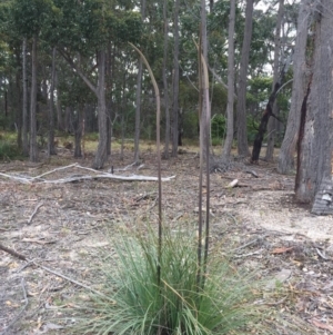 Xanthorrhoea concava at Cuttagee, NSW - 10 Oct 2018