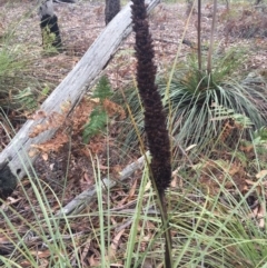 Xanthorrhoea concava at Cuttagee, NSW - 10 Oct 2018