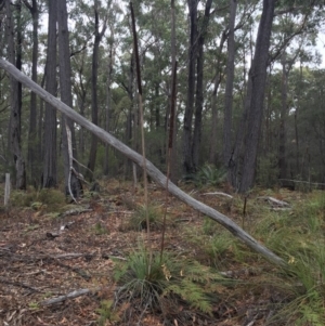 Xanthorrhoea concava at Cuttagee, NSW - 10 Oct 2018