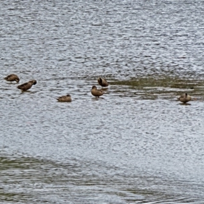 Anas gracilis (Grey Teal) at Upper Stranger Pond - 10 Oct 2018 by RodDeb