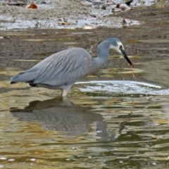 Egretta novaehollandiae (White-faced Heron) at Upper Stranger Pond - 10 Oct 2018 by RodDeb