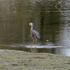 Egretta novaehollandiae at Isabella Plains, ACT - 10 Oct 2018