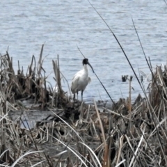 Threskiornis molucca (Australian White Ibis) at Upper Stranger Pond - 10 Oct 2018 by RodDeb