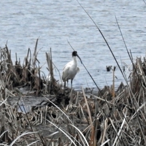 Threskiornis molucca at Isabella Plains, ACT - 10 Oct 2018