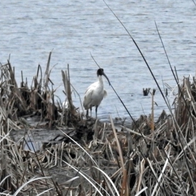 Threskiornis molucca (Australian White Ibis) at Upper Stranger Pond - 10 Oct 2018 by RodDeb