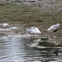 Chroicocephalus novaehollandiae (Silver Gull) at Upper Stranger Pond - 10 Oct 2018 by RodDeb