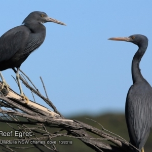 Egretta sacra at Ulladulla, NSW - 3 Oct 2018 12:00 AM