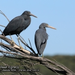 Egretta sacra at Ulladulla, NSW - 3 Oct 2018 12:00 AM