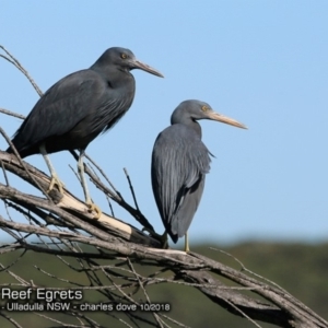 Egretta sacra at Ulladulla, NSW - 3 Oct 2018