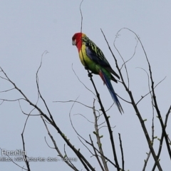 Platycercus eximius (Eastern Rosella) at Undefined - 7 Oct 2018 by CharlesDove