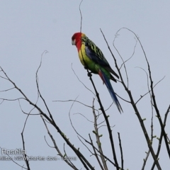 Platycercus eximius (Eastern Rosella) at Undefined - 6 Oct 2018 by Charles Dove