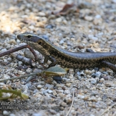 Eulamprus quoyii (Eastern Water Skink) at Ulladulla Reserves Bushcare - 6 Oct 2018 by Charles Dove