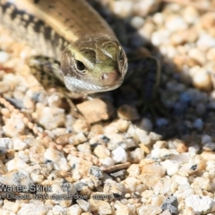 Eulamprus quoyii at Ulladulla Reserves Bushcare - 7 Oct 2018 12:00 AM