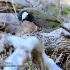 Psophodes olivaceus (Eastern Whipbird) at Ulladulla - Warden Head Bushcare - 7 Oct 2018 by CharlesDove