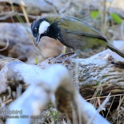 Psophodes olivaceus (Eastern Whipbird) at Ulladulla - Warden Head Bushcare - 7 Oct 2018 by CharlesDove