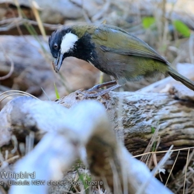 Psophodes olivaceus (Eastern Whipbird) at Ulladulla, NSW - 6 Oct 2018 by CharlesDove