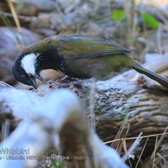 Psophodes olivaceus at Ulladulla - Warden Head Bushcare - 7 Oct 2018