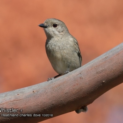 Pachycephala pectoralis (Golden Whistler) at Burrill Lake, NSW - 3 Oct 2018 by CharlesDove