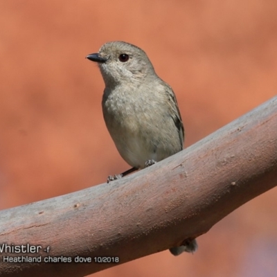 Pachycephala pectoralis (Golden Whistler) at Wairo Beach and Dolphin Point - 3 Oct 2018 by CharlesDove