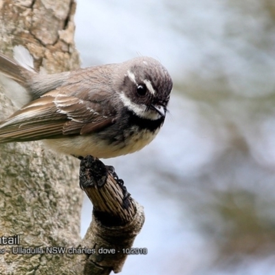 Rhipidura albiscapa (Grey Fantail) at Coomee Nulunga Cultural Walking Track - 6 Oct 2018 by Charles Dove