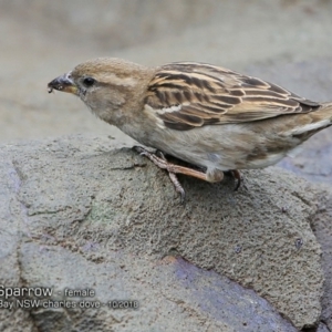 Passer domesticus at undefined - 7 Oct 2018 12:00 AM