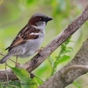 Passer domesticus at undefined - 7 Oct 2018 12:00 AM