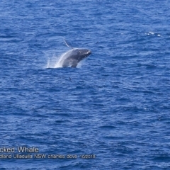 Megaptera novaeangliae (Humpback Whale) at Undefined - 7 Oct 2018 by Charles Dove