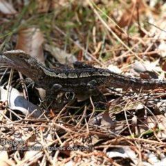 Amphibolurus muricatus (Jacky Lizard) at Ulladulla Reserves Bushcare - 2 Oct 2018 by CharlesDove