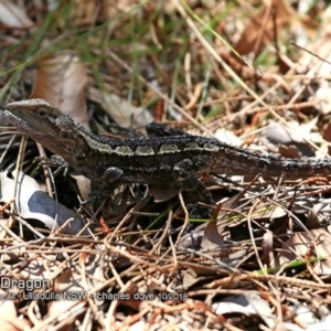 Amphibolurus muricatus at Ulladulla Reserves Bushcare - 3 Oct 2018