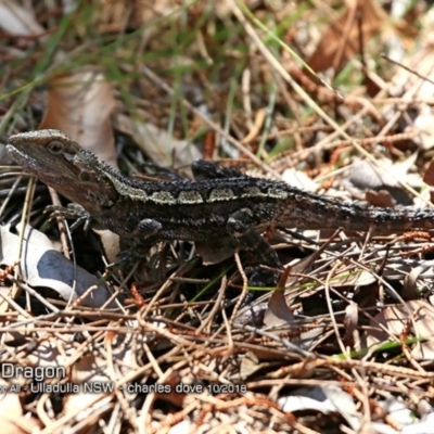 Amphibolurus muricatus (Jacky Lizard) at Ulladulla Reserves Bushcare - 2 Oct 2018 by CharlesDove