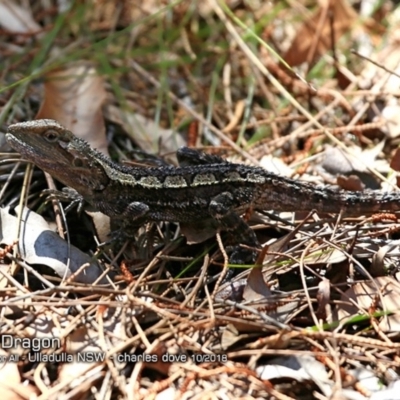 Amphibolurus muricatus (Jacky Lizard) at Ulladulla, NSW - 2 Oct 2018 by CharlesDove