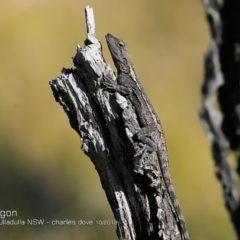 Amphibolurus muricatus at Ulladulla Reserves Bushcare - 3 Oct 2018