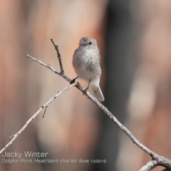 Microeca fascinans (Jacky Winter) at Wairo Beach and Dolphin Point - 2 Oct 2018 by Charles Dove