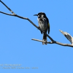 Phylidonyris novaehollandiae (New Holland Honeyeater) at Coomee Nulunga Cultural Walking Track - 7 Oct 2018 by CharlesDove