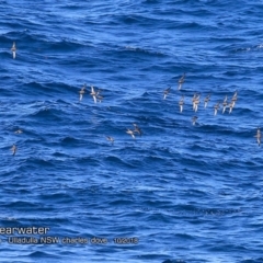 Ardenna tenuirostris (Short-tailed Shearwater, Muttonbird) at Undefined - 6 Oct 2018 by Charles Dove
